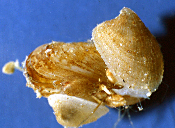 Trimusculus mammillaris ex Gadinia g.